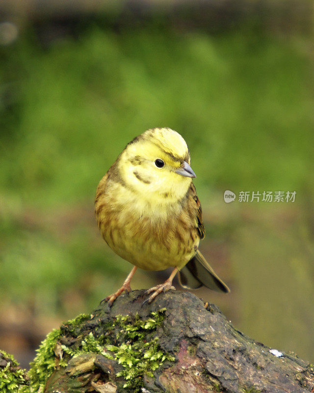 黄锤(citrinella em贝里扎)